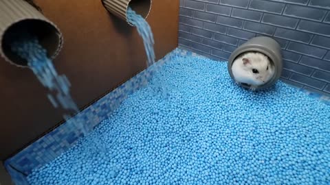 🐹Hamster Escapes the Awesome 5-Star Luxury Prison Maze with Bathtub🐹 for Pets in real life
