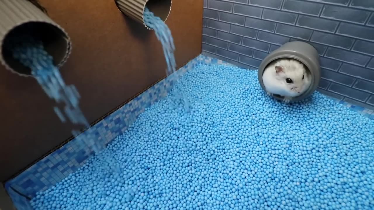 🐹Hamster Escapes the Awesome 5-Star Luxury Prison Maze with Bathtub🐹 for Pets in real life
