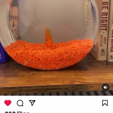 Greg Finally Got a Pet Goldfish 😂