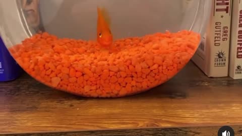Greg Finally Got a Pet Goldfish 😂