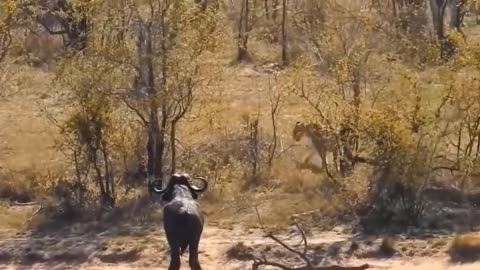 The real fight of animals..