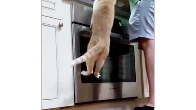 Inside a cat's head
