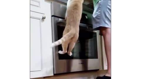 Inside a cat's head