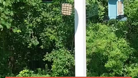Squirrel proof bird feeder pole #shorts