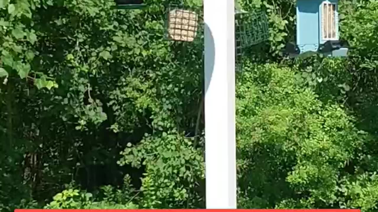 Squirrel proof bird feeder pole #shorts