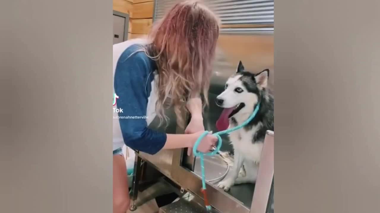 Funniest Animals - Try Not To Laugh
