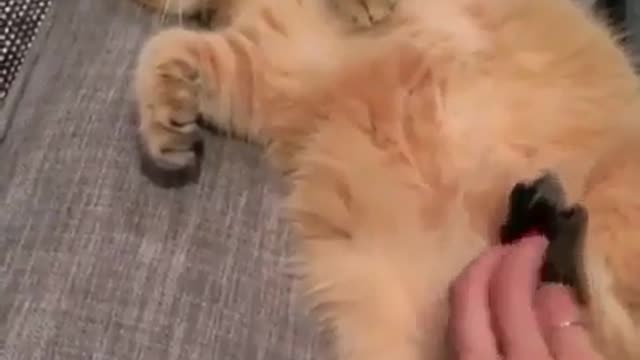 Cats also love a relaxation and massage session.
