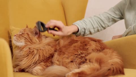 Cat enjoying