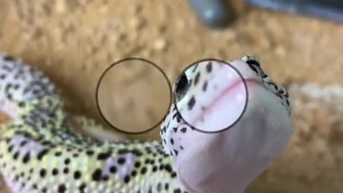 Funniest animal video 2023😇 funny pets😇 funny cats and dogs video 2023😇 #trending