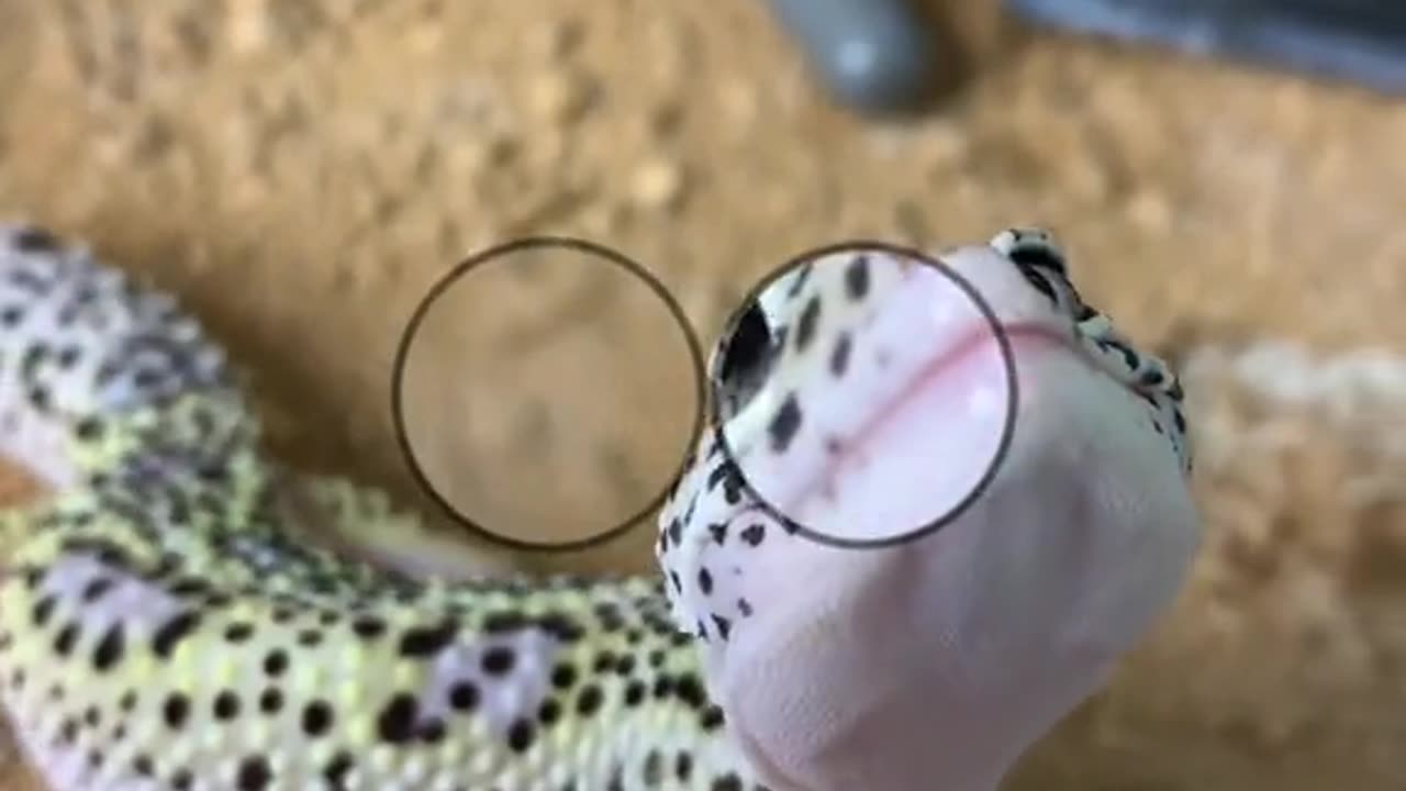 Funniest animal video 2023😇 funny pets😇 funny cats and dogs video 2023😇 #trending