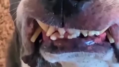 Super Funny CAT AND dog memes