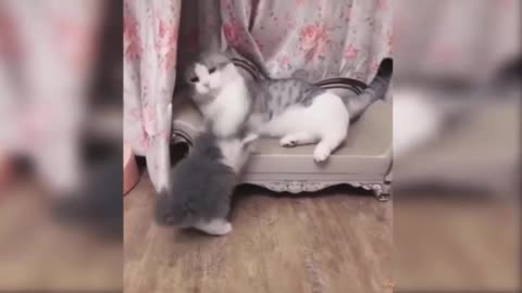 cat 🐱🐈 comedy video fani video fani