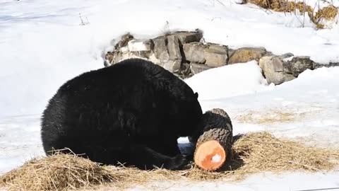 A Groggy Bear Emerged From Hibernation At The Montreal Ecomuseum & We're Jealous (Video)