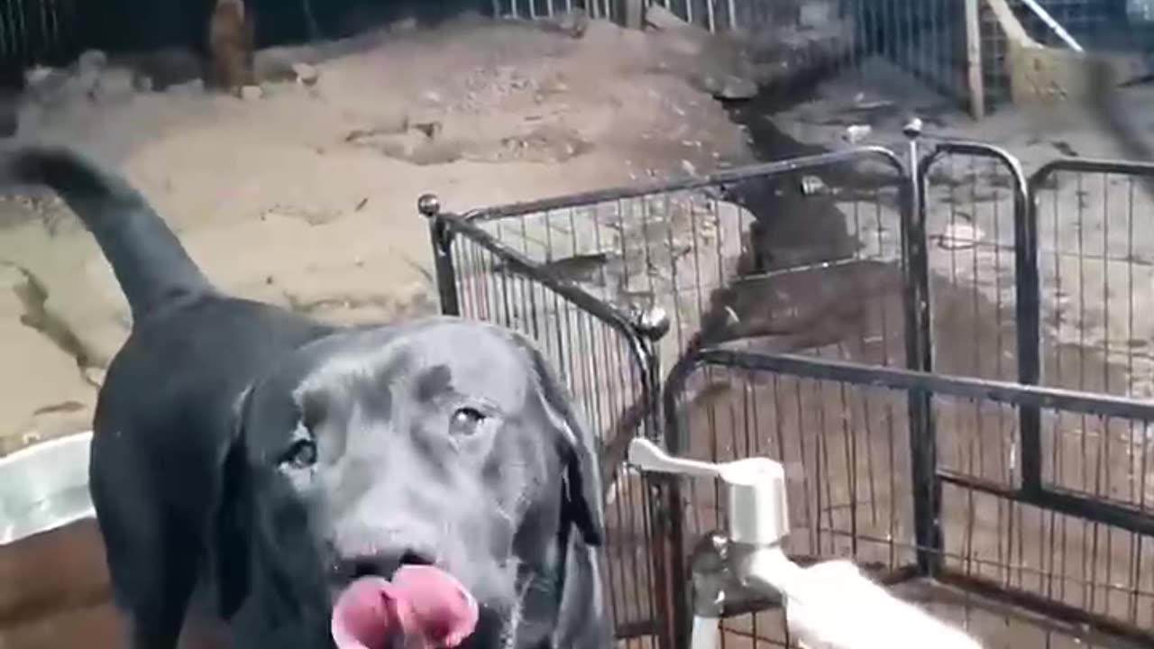 A nigger who can turn the tap water on and off