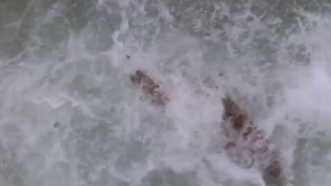 Lions is King But Fail! Mother Bear Save Her Baby From Puma Hunting, Giraffe vs Lions