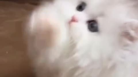 @❤️cute cat