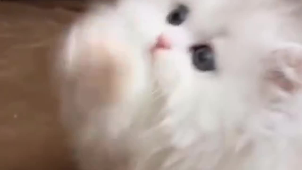 @❤️cute cat