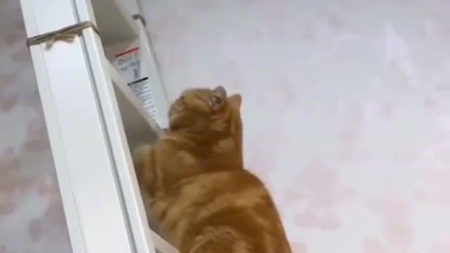 Funny cat highlights