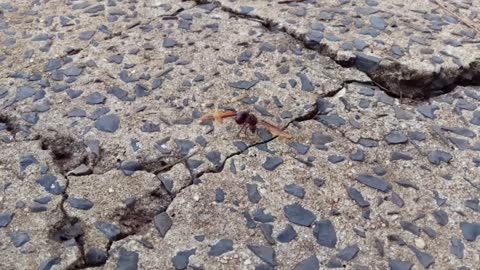 Formiga rainha removendo as asas