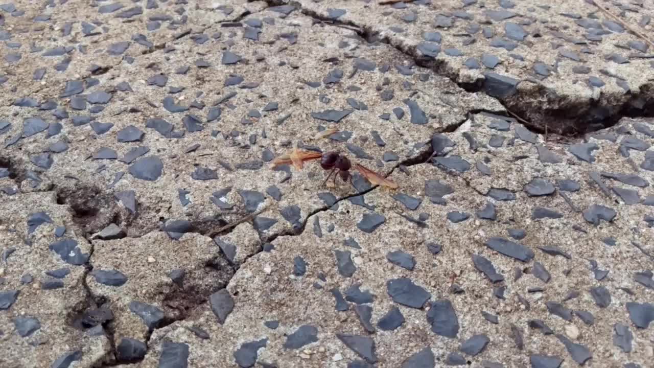 Formiga rainha removendo as asas