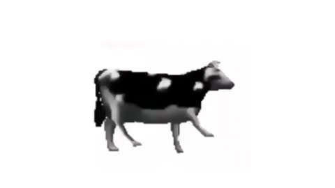 polish cow dancing