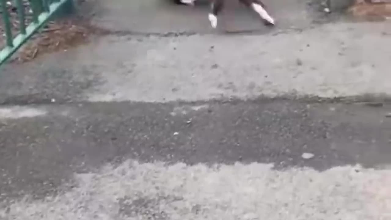 Funniest cats & Dogs 👍🦍🙀
