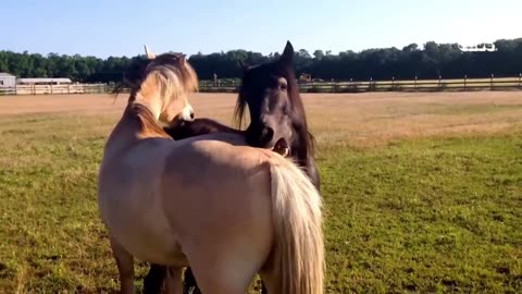Funny Animals Video 🤣🤣 2023 Part...11❣️