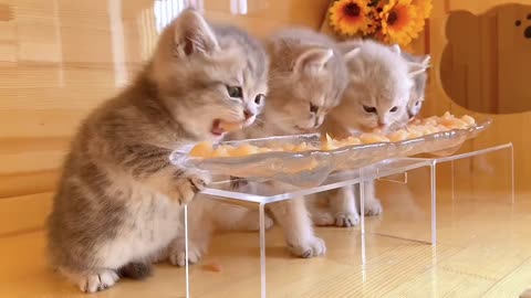 You can adopt a kitten today #adopt instead of purchase #Receive Raise a cat
