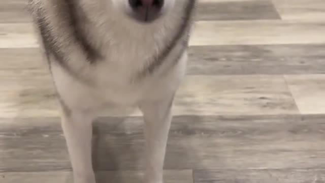 Sapphie 🤝 Gordon Ramsay ( via @Sapphie the Pomsky )