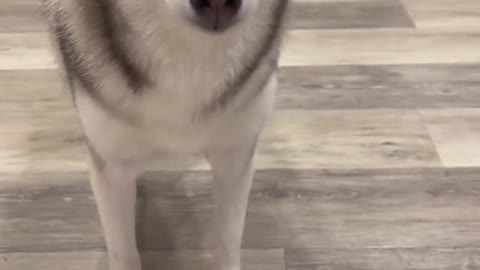 Sapphie 🤝 Gordon Ramsay ( via @Sapphie the Pomsky )