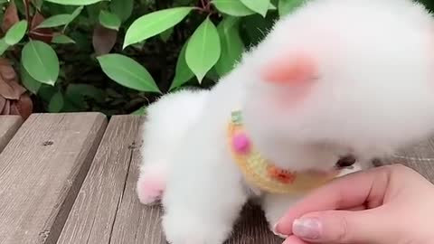Cute Dog