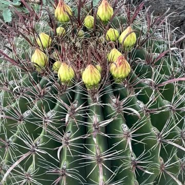 Blooms Watch!!! Geeeze - taking its Time