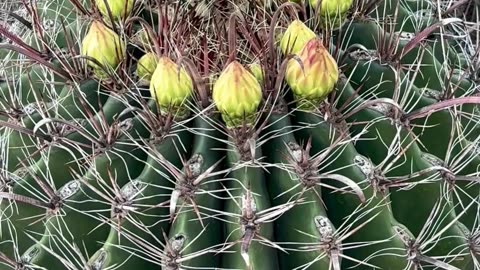 Blooms Watch!!! Geeeze - taking its Time