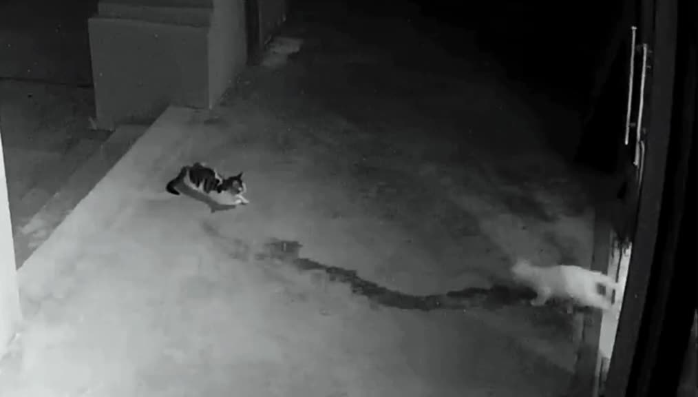 I never knew my cat was so strong. When a stray cat comes to my doorstepš®