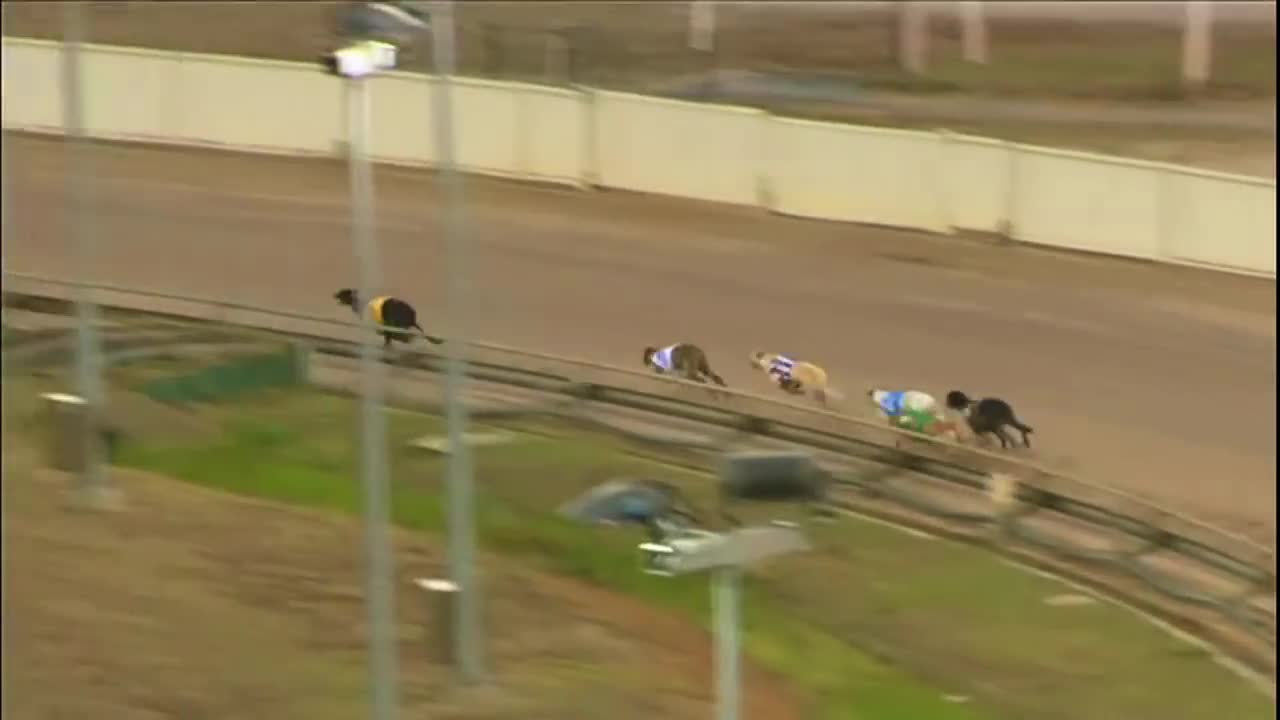 Dog racing - Track race