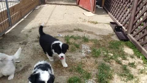 Australian Shepherd Welpen/ Puppies, 3