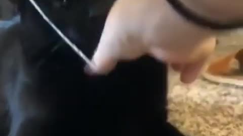 Cat's funny videos Compilation😺😍 2023