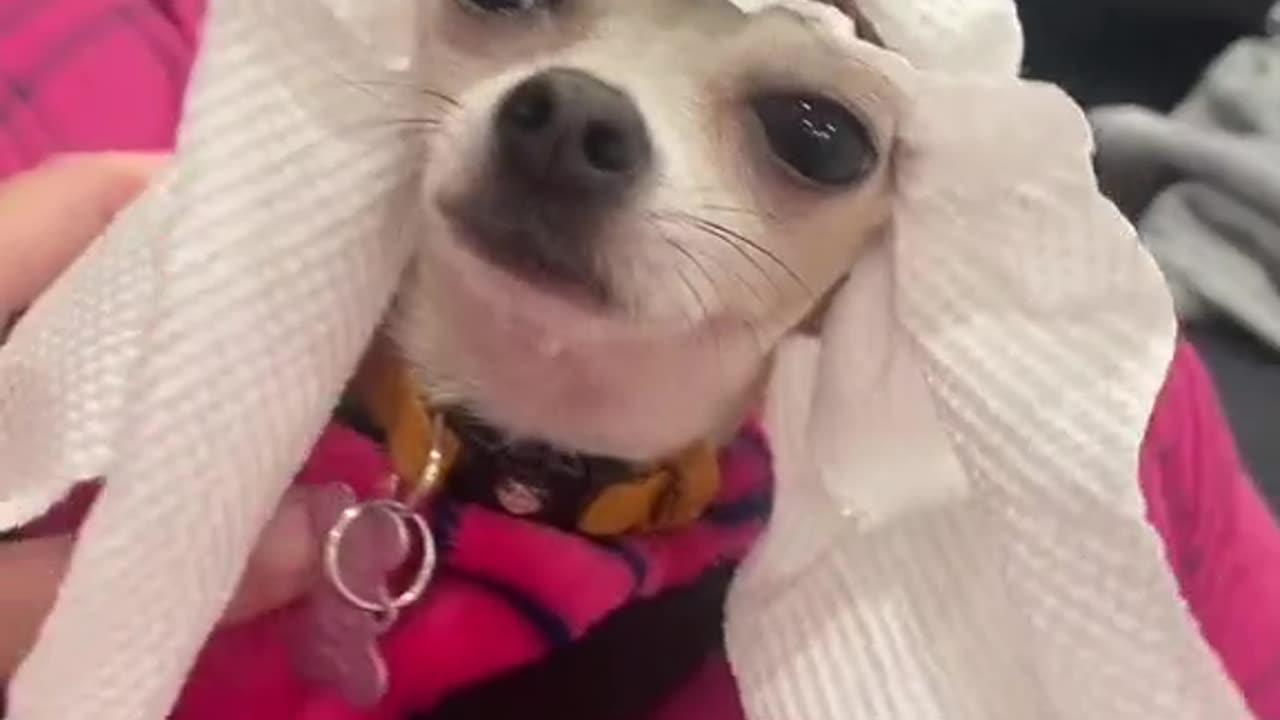 Arab dog 😂