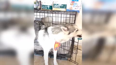 Dog Reaction to Cutting Cake - Funny Dog Cake Reaction Compilation | Pets House