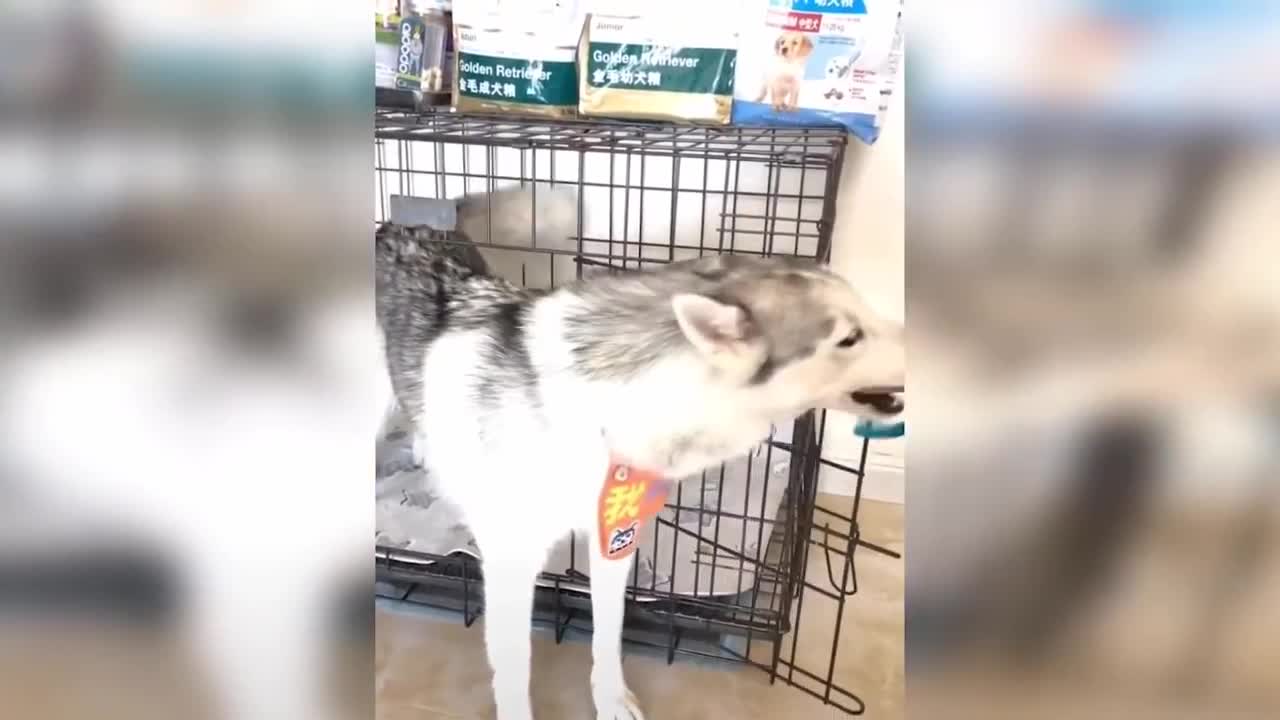 Dog Reaction to Cutting Cake - Funny Dog Cake Reaction Compilation | Pets House