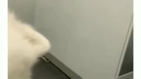 A dog's daily routine