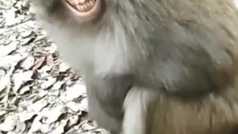 How Gorilla Call He wife