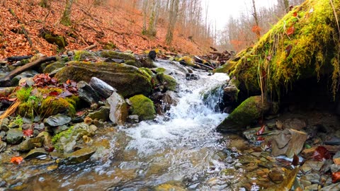 Cascading Water stream at the Forest