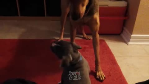 [1 HOUR] Funny Animal Videos - ANIMALS on Earth to MAKE US LAUGH - Super Funny Animal Videos