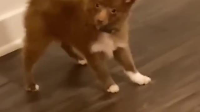 AWW SO FUNNY😂😂 Super Dogs And Cats Reaction Videos (Honest Audio)