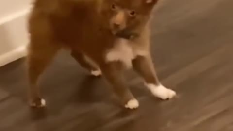 AWW SO FUNNY😂😂 Super Dogs And Cats Reaction Videos (Honest Audio)