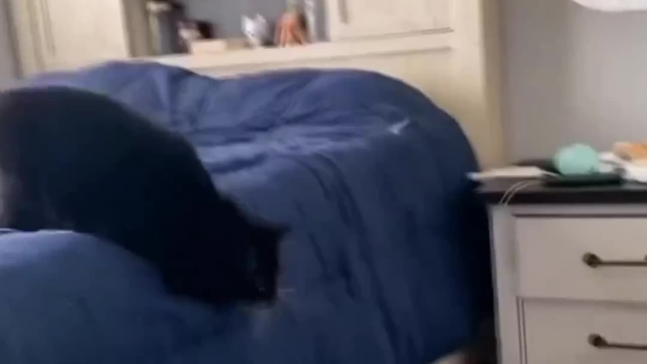 WWE meow style