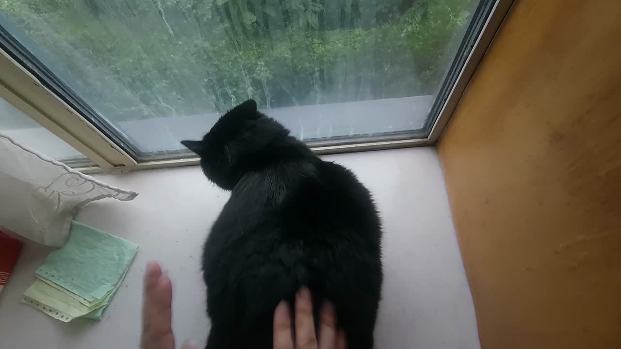 [ASMR]my little cat black(heihei) daily 006，caress