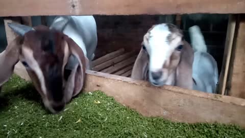 it's fun to feed the mother and kid goats on Sunday