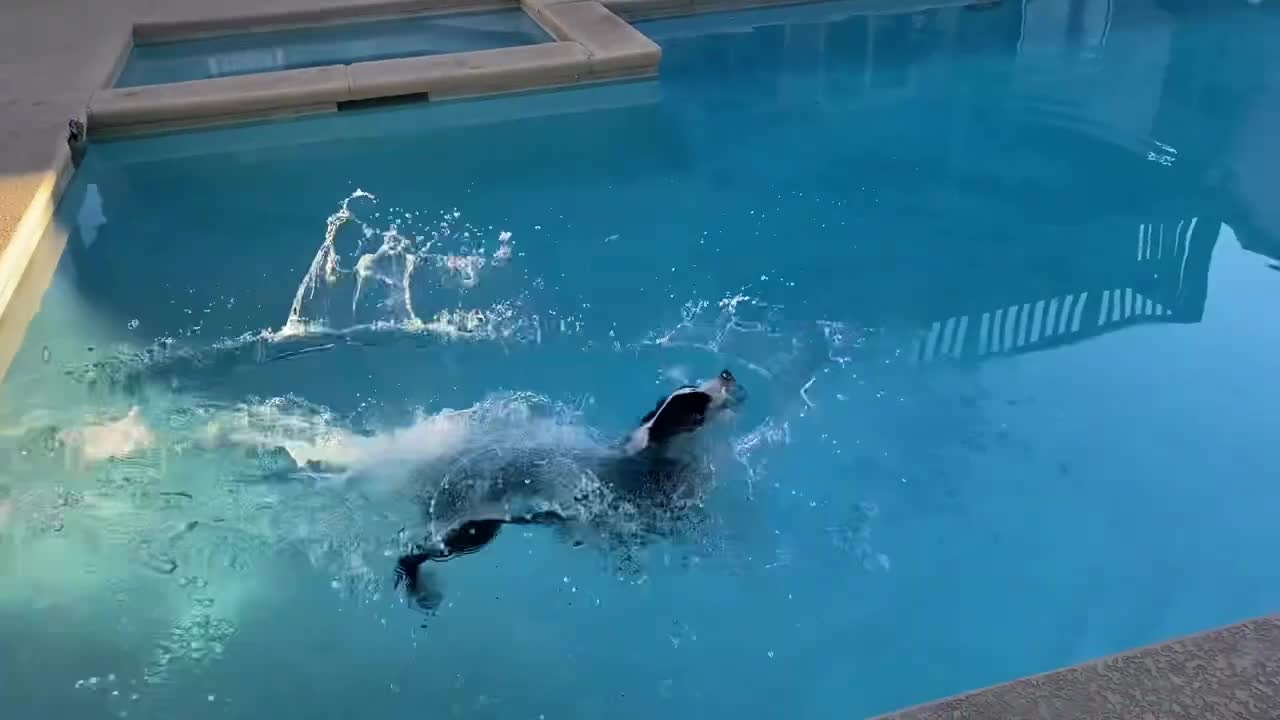 A dog swimming in a pool